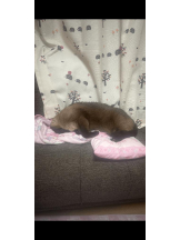 EN女医 - Dr.ゆきねの女の子ブログ画像