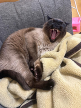 EN女医 - Dr.ゆきねの女の子ブログ画像