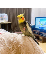 キャバトーーク - しずくの女の子ブログ画像