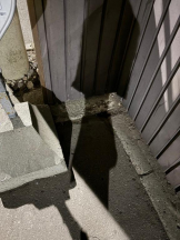 まいっちんぐ - あみ先生の女の子ブログ画像