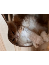 桃白白 - るるの女の子ブログ画像