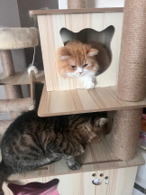 桃白白 - るるの女の子ブログ画像