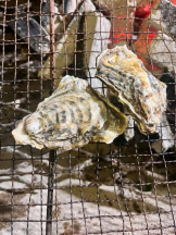 桃白白 - るるの女の子ブログ画像