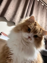 桃白白 - るるの女の子ブログ画像