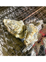 桃白白 - りおの女の子ブログ画像