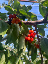 桃白白 - あかりの女の子ブログ画像