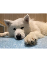 桃白白 - あかりの女の子ブログ画像