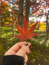 桃白白 - あかりの女の子ブログ画像