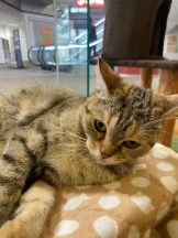 桃白白 - あかりの女の子ブログ画像