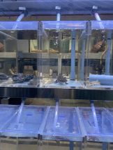 桃白白 - あかりの女の子ブログ画像