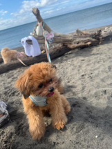 桃白白 - ひなの女の子ブログ画像