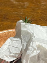 桃白白 - かれんの女の子ブログ画像