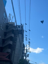 桃白白 - かれんの女の子ブログ画像