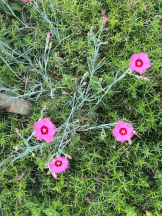 桃白白 - かれんの女の子ブログ画像