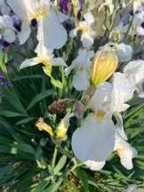 桃白白 - かれんの女の子ブログ画像