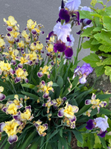 桃白白 - かれんの女の子ブログ画像