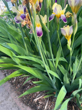 桃白白 - かれんの女の子ブログ画像