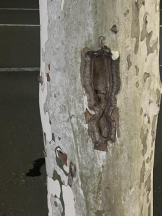 桃白白 - かれんの女の子ブログ画像