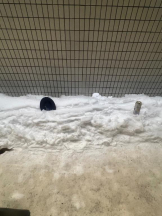 桃白白 - かれんの女の子ブログ画像