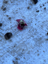 桃白白 - かれんの女の子ブログ画像