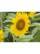 桃白白 - なつの女の子ブログ画像