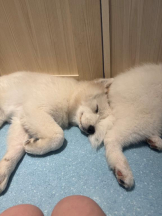 桃白白 - りんの女の子ブログ画像