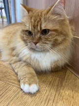 桃白白 - のんの女の子ブログ画像