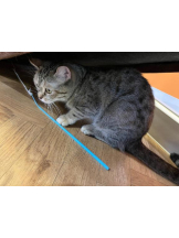 桃白白 - のんの女の子ブログ画像