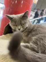 桃白白 - のんの女の子ブログ画像