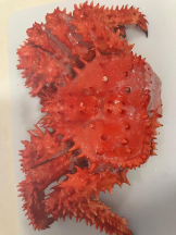 桃白白 - のんの女の子ブログ画像