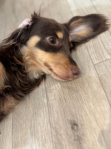 桃白白 - さくらの女の子ブログ画像