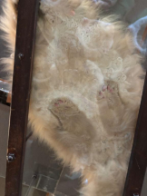 桃白白 - さくらの女の子ブログ画像