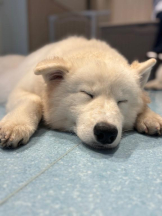 桃白白 - さくらの女の子ブログ画像