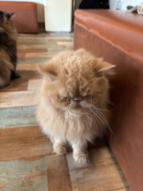 桃白白 - さくらの女の子ブログ画像