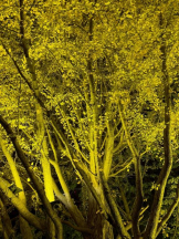 桃白白 - さくらの女の子ブログ画像