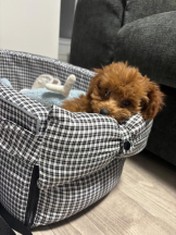 桃白白 - さくらの女の子ブログ画像