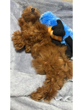 桃白白 - さくらの女の子ブログ画像