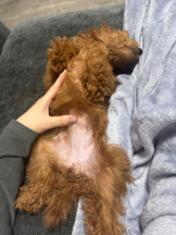 桃白白 - さくらの女の子ブログ画像