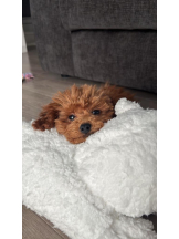 桃白白 - さくらの女の子ブログ画像