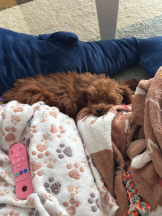 桃白白 - さくらの女の子ブログ画像