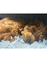 桃白白 - さくらの女の子ブログ画像