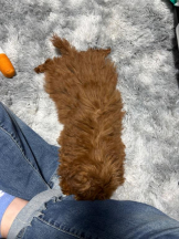 桃白白 - さくらの女の子ブログ画像