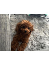 桃白白 - さくらの女の子ブログ画像