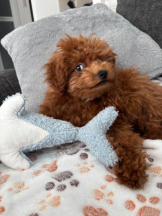 桃白白 - さくらの女の子ブログ画像