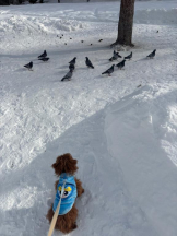 桃白白 - さくらの女の子ブログ画像