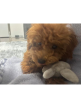 桃白白 - さくらの女の子ブログ画像