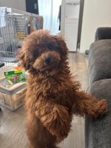 桃白白 - さくらの女の子ブログ画像