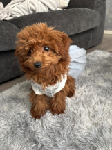 桃白白 - さくらの女の子ブログ画像