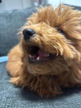 桃白白 - さくらの女の子ブログ画像