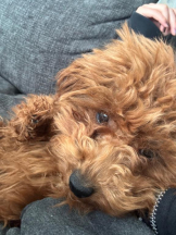 桃白白 - さくらの女の子ブログ画像